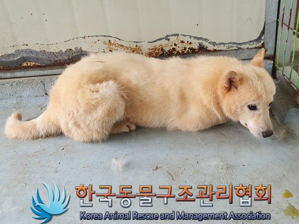 한국동물구조관리협회_441559202300502